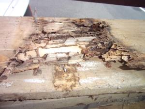 DSCF3040 ｼﾛｱﾘ3