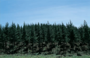 ニュージーパイン