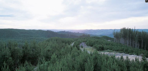 ニュージーランド