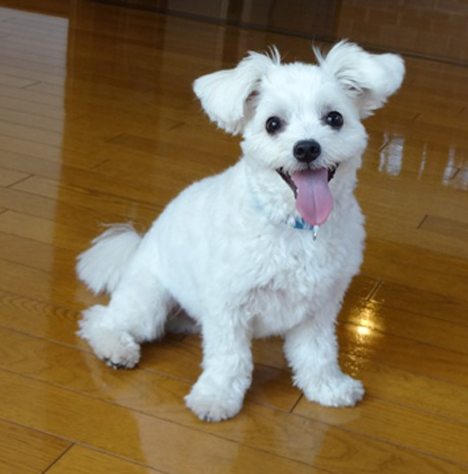 愛犬の床　ジューテックホーム