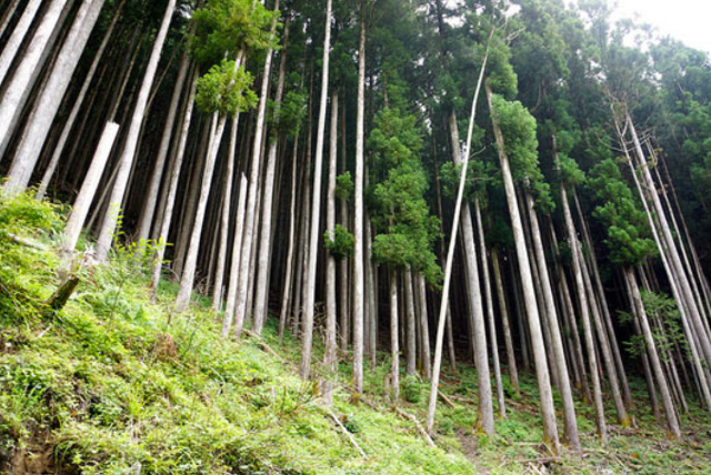 東京の林業