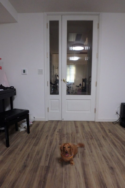 ロボフロアー　ジューテックホーム　ウェルリフォーム　カーペット　ペットリフォーム